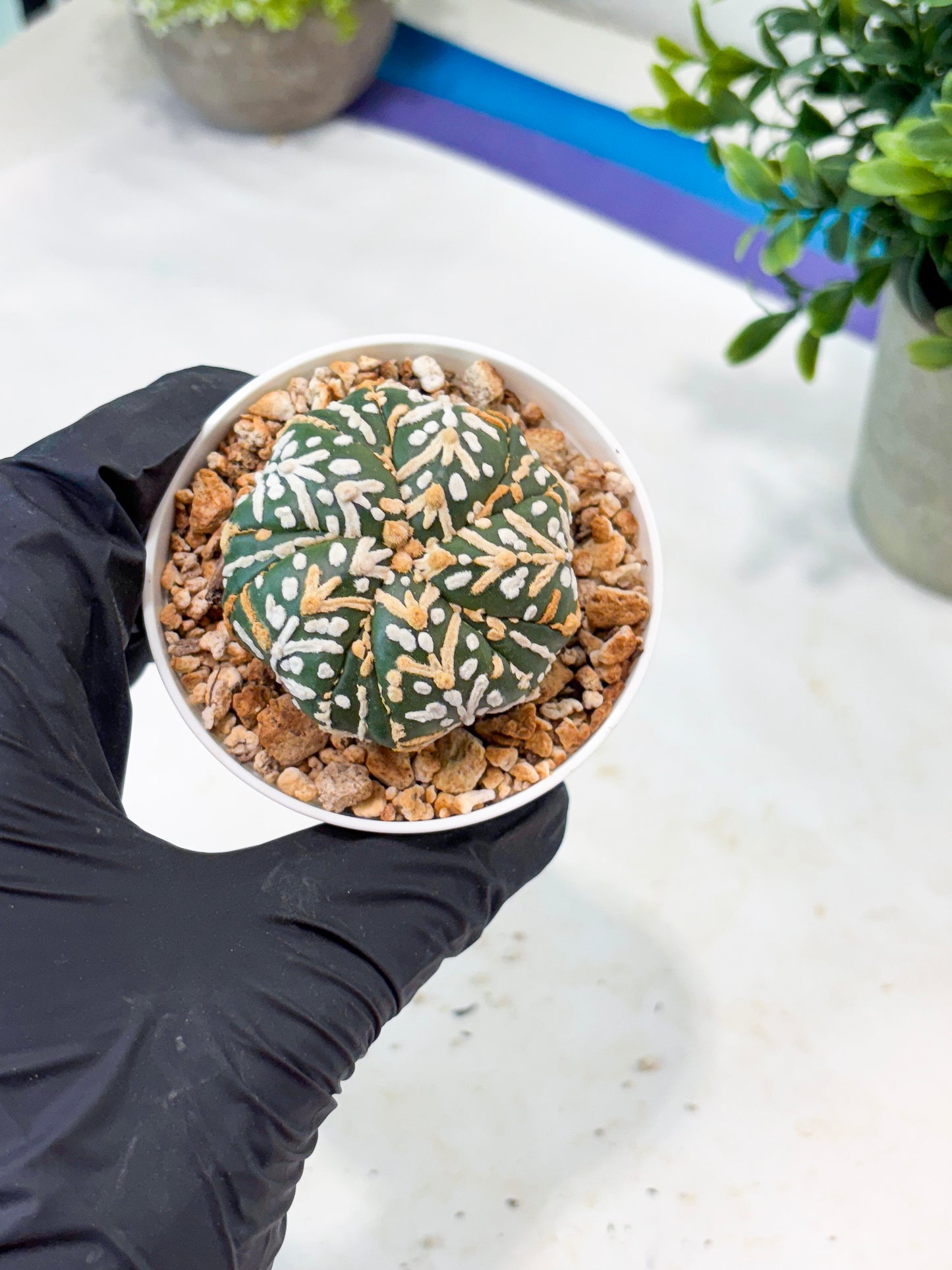 Astrophytum 5-Rib (T11) (g5) | Imported From Taiwan