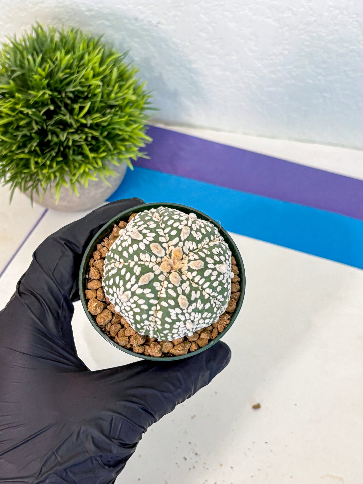 Astrophytum Fukuryu (at8) (18) | Rare Plant | Succulent Cactus