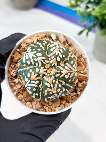 Astrophytum 5-Rib (T11) (g5) | Imported From Taiwan