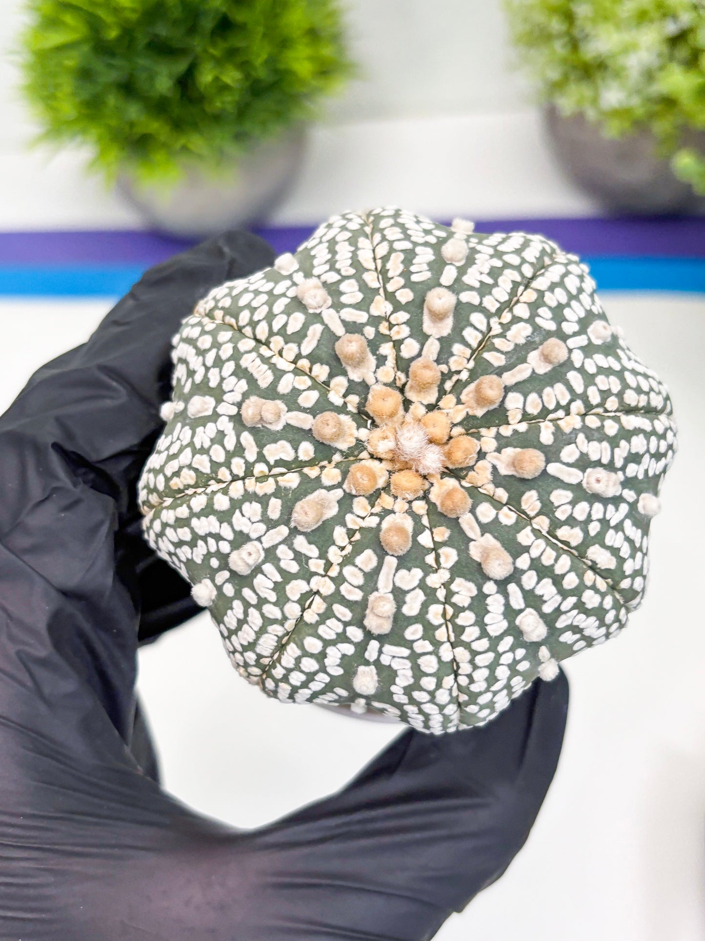 Astrophytum Super Kabuto (t7) (p6) | Imported Plants | 3" Pot