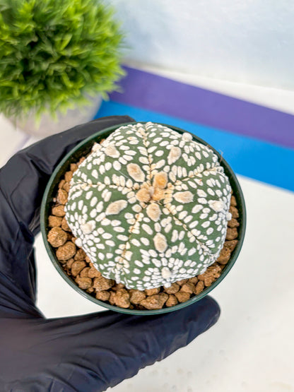 Astrophytum Fukuryu (at8) (18) | Rare Plant | Succulent Cactus