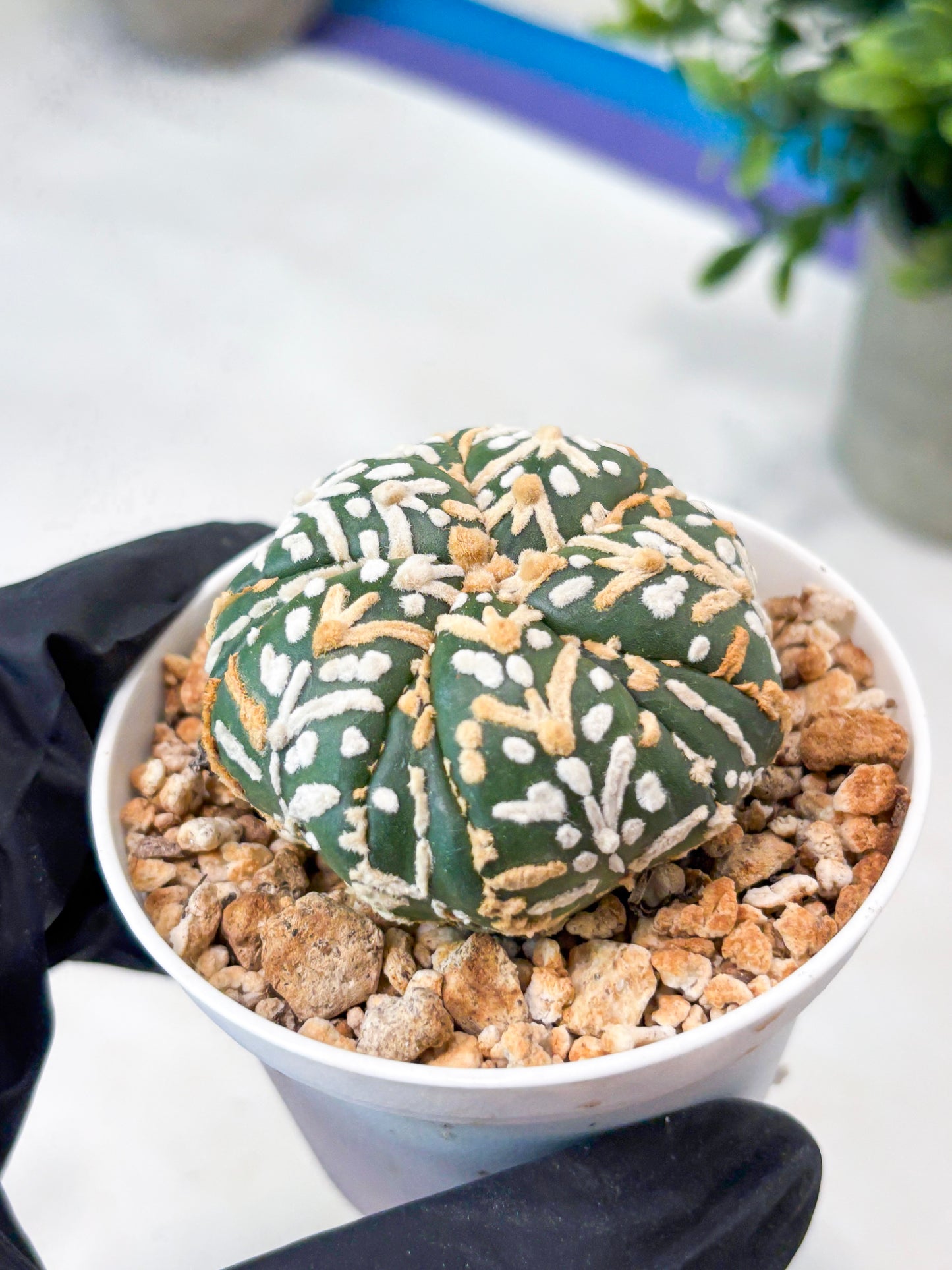 Astrophytum 5-Rib (T11) (g5) | Imported From Taiwan