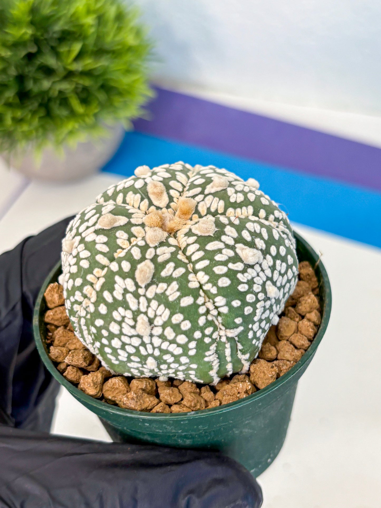 Astrophytum Fukuryu (at8) (18) | Rare Plant | Succulent Cactus