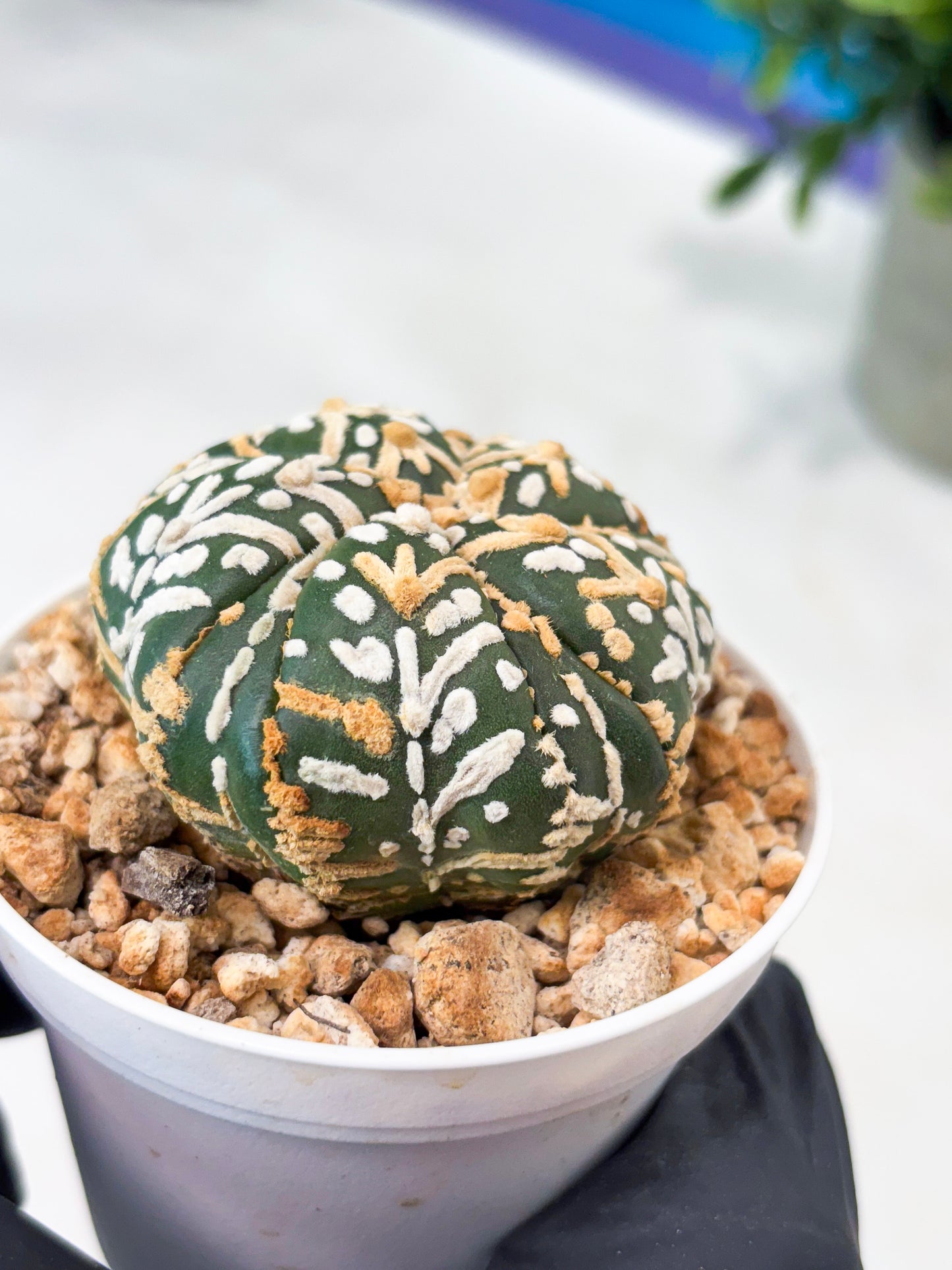 Astrophytum 5-Rib (T11) (g5) | Imported From Taiwan