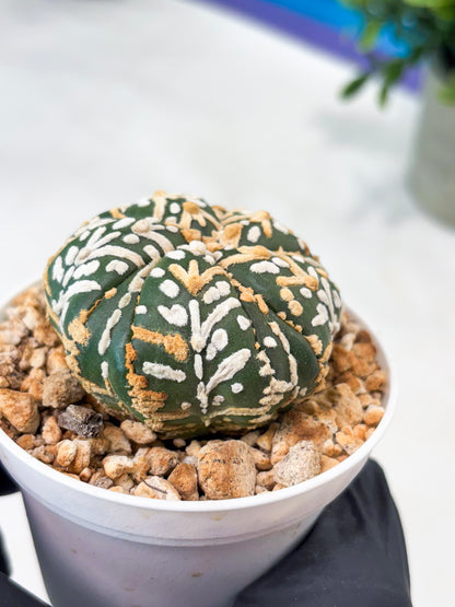 Astrophytum 5-Rib (T11) (g5) | Imported From Taiwan
