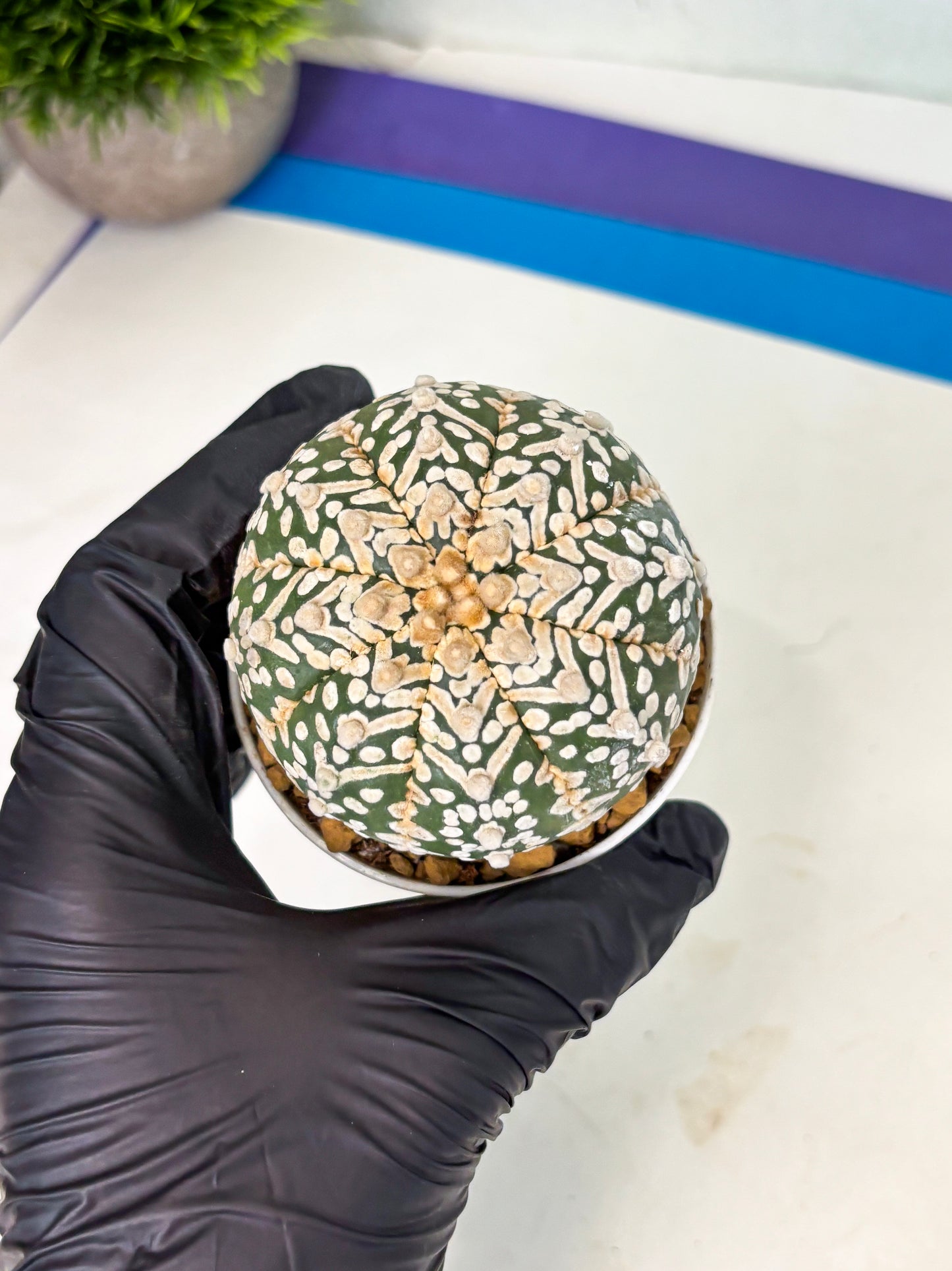 Astrophytum V-Type (at4) (r7) | Ship from Nevada