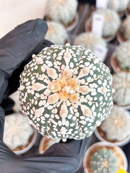 Astrophytum Super Kabuto (t7) (p7) | Imported Plants | 3" Pot