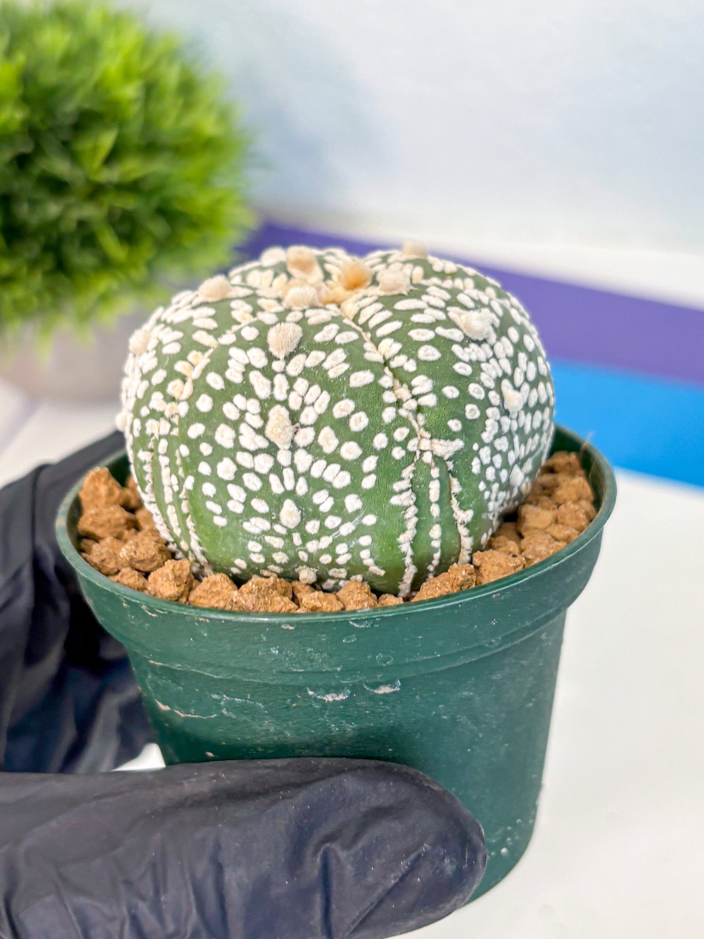 Astrophytum Fukuryu (at8) (18) | Rare Plant | Succulent Cactus