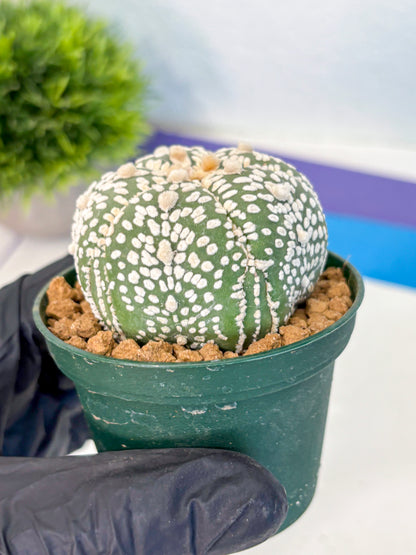 Astrophytum Fukuryu (at8) (18) | Rare Plant | Succulent Cactus