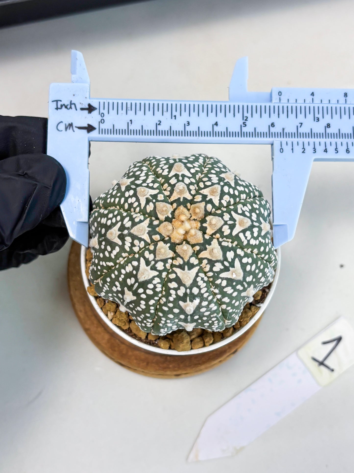 Astrophytum Star Shape (at2) (b1) | Japanese Import