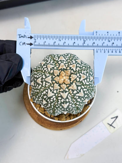 Astrophytum Star Shape (at2) (b1) | Japanese Import