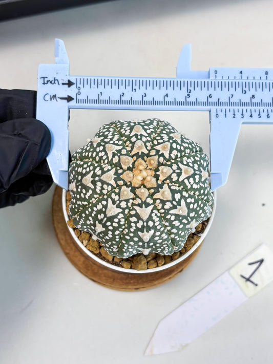 Astrophytum Star Shape (at2) (b1) | Japanese Import