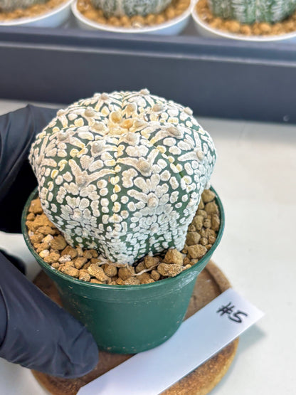 Astrophytum V-Type (at5) (p5) | Rare imported Plant