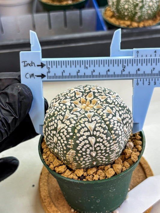 Astrophytum V Type (at2) (06) | Live Plant | Rare Collection