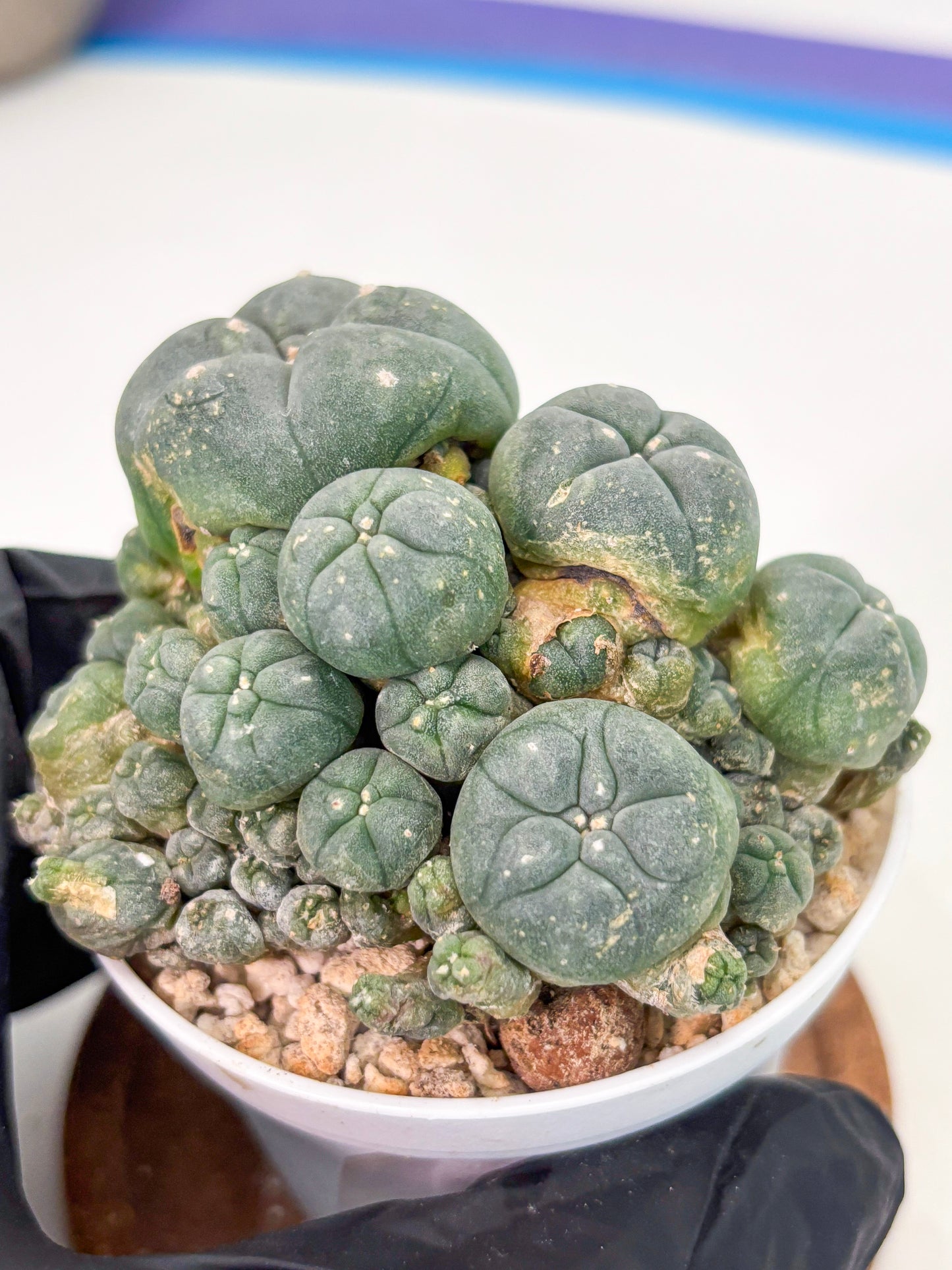 Spineless Cactus (Lo1) (g4) | For Advanced Growers