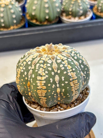 Astrophytum V Type Nudum (at9) (06) | Live Cactus