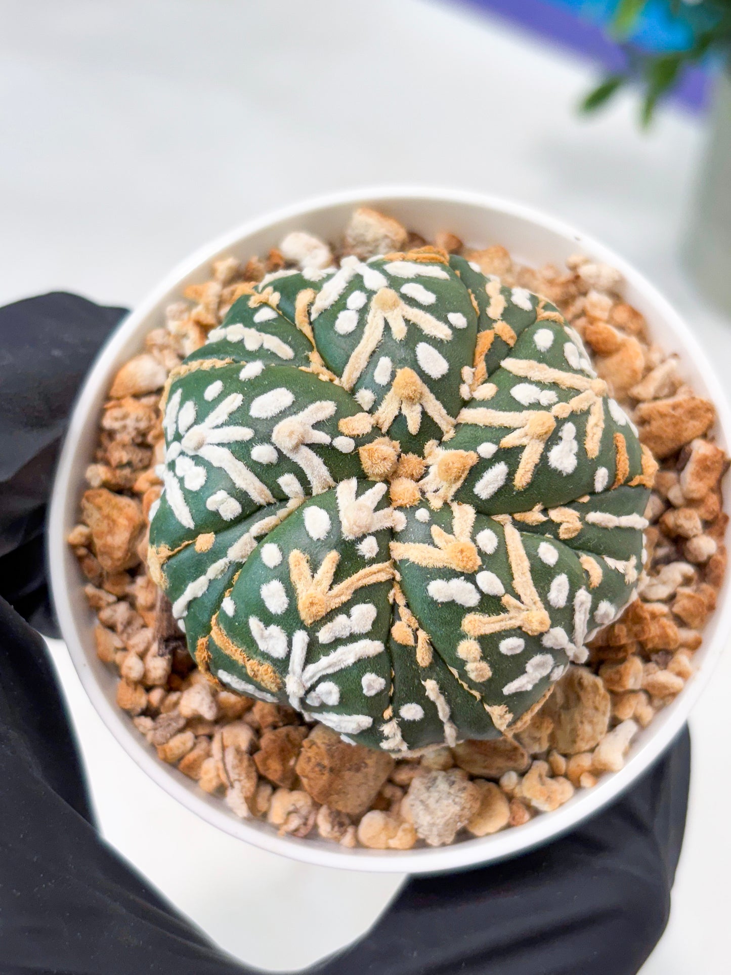 Astrophytum 5-Rib (T11) (g5) | Imported From Taiwan