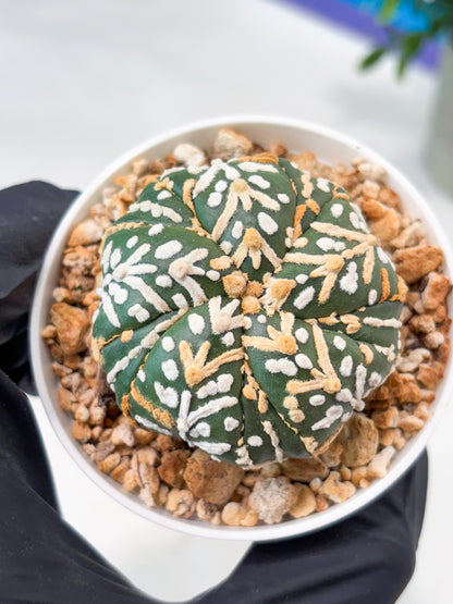 Astrophytum 5-Rib (T11) (g5) | Imported From Taiwan