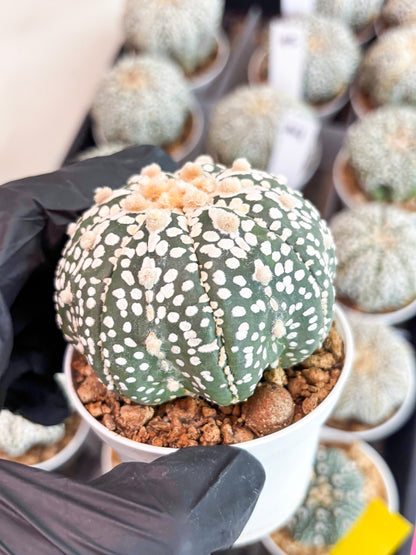 Astrophytum Super Kabuto (t7) (p7) | Imported Plants | 3" Pot