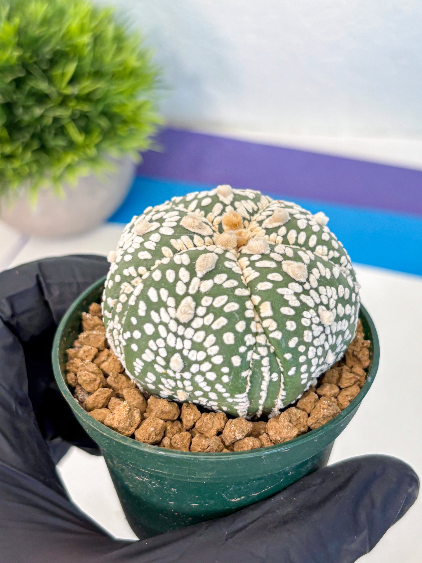 Astrophytum Fukuryu (at8) (18) | Rare Plant | Succulent Cactus