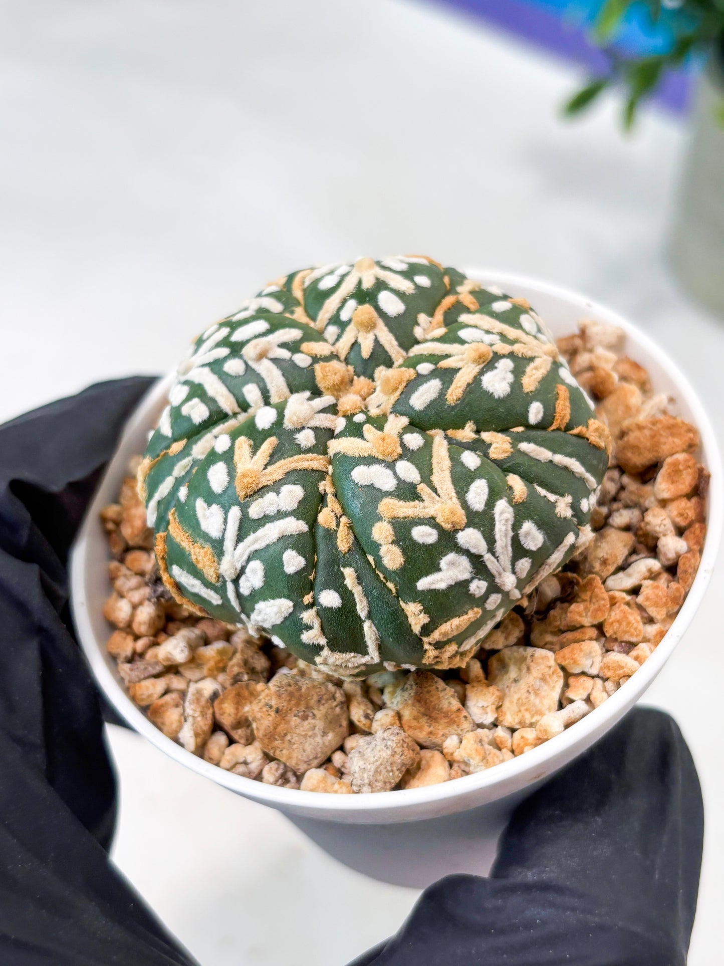 Astrophytum 5-Rib (T11) (g5) | Imported From Taiwan