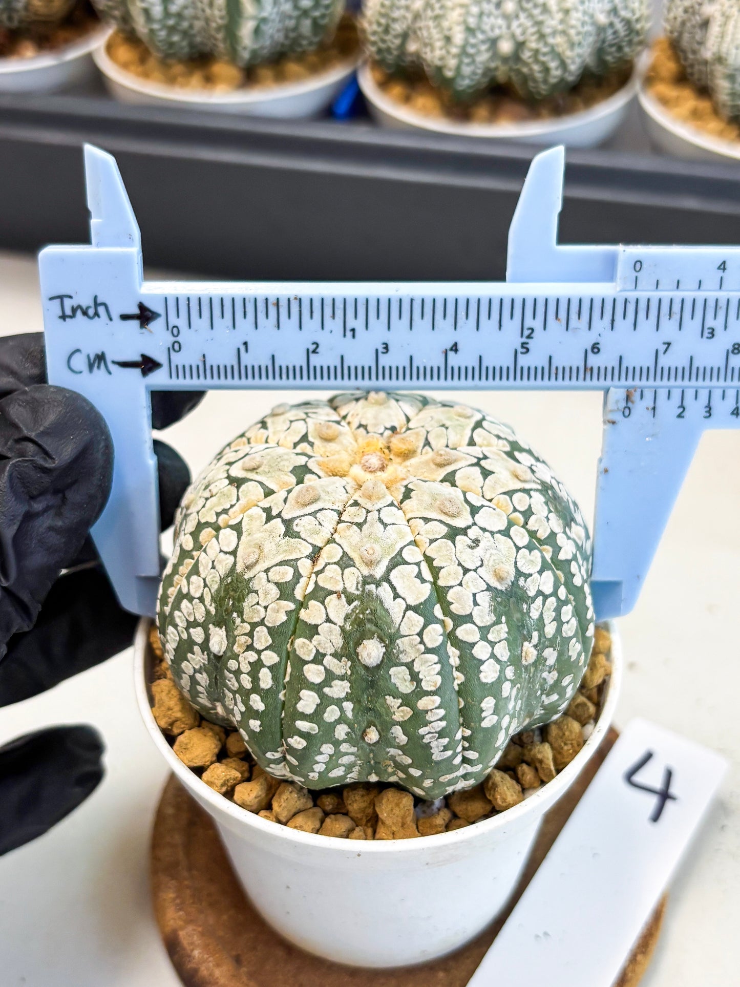 Astrophytum V-Type (at4) (r4) | Ship from Nevada