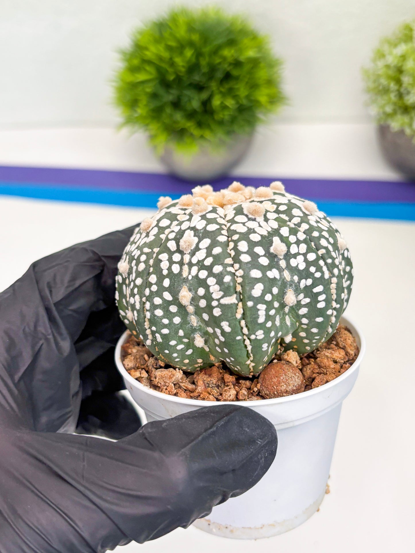 Astrophytum Super Kabuto (t7) (p7) | Imported Plants | 3" Pot