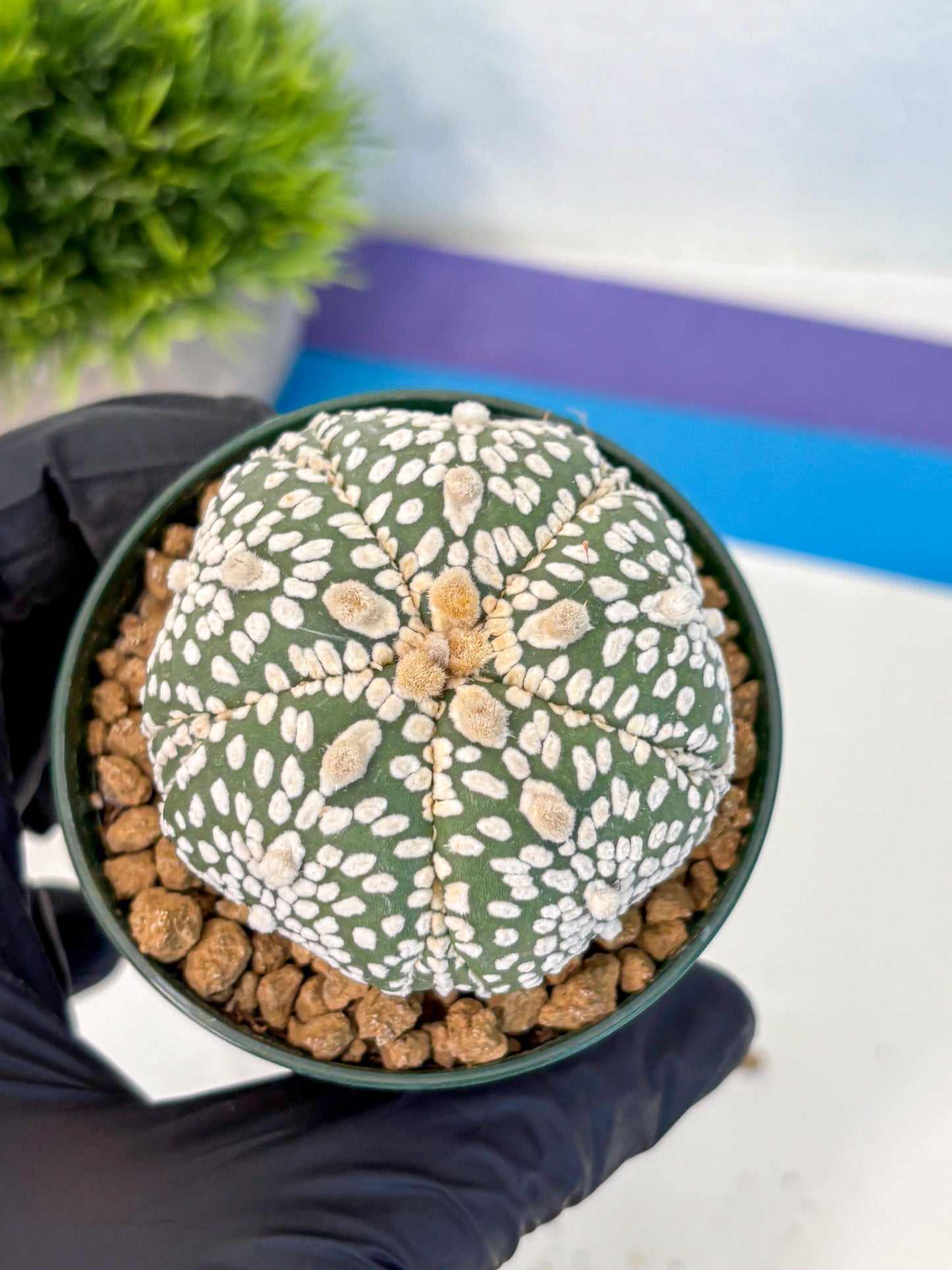 Astrophytum Fukuryu (at8) (18) | Rare Plant | Succulent Cactus