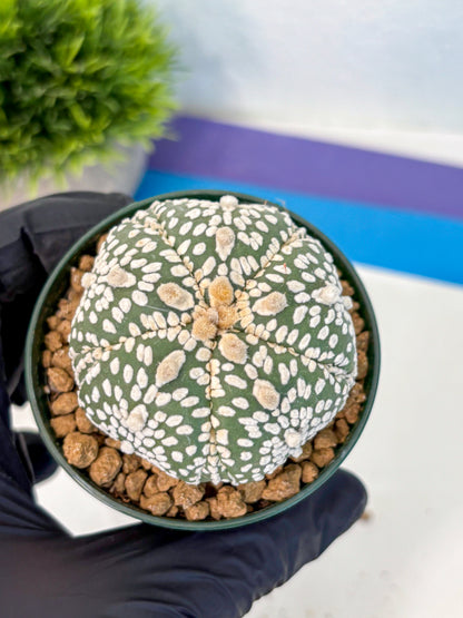 Astrophytum Fukuryu (at8) (18) | Rare Plant | Succulent Cactus