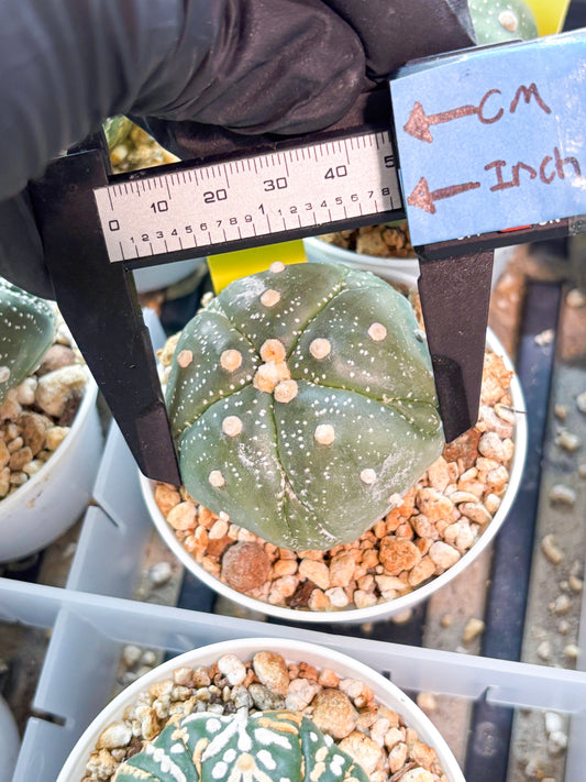 Astrophytum 5-Rib (T11) (g6) | Imported From Taiwan