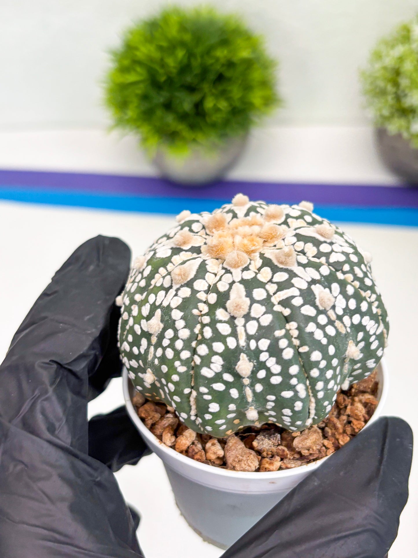 Astrophytum Super Kabuto (t7) (p7) | Imported Plants | 3" Pot