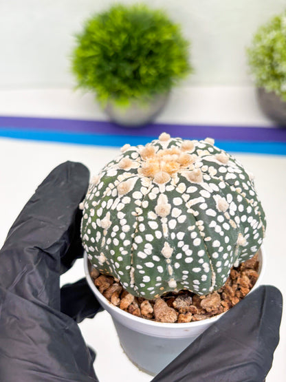 Astrophytum Super Kabuto (t7) (p7) | Imported Plants | 3" Pot