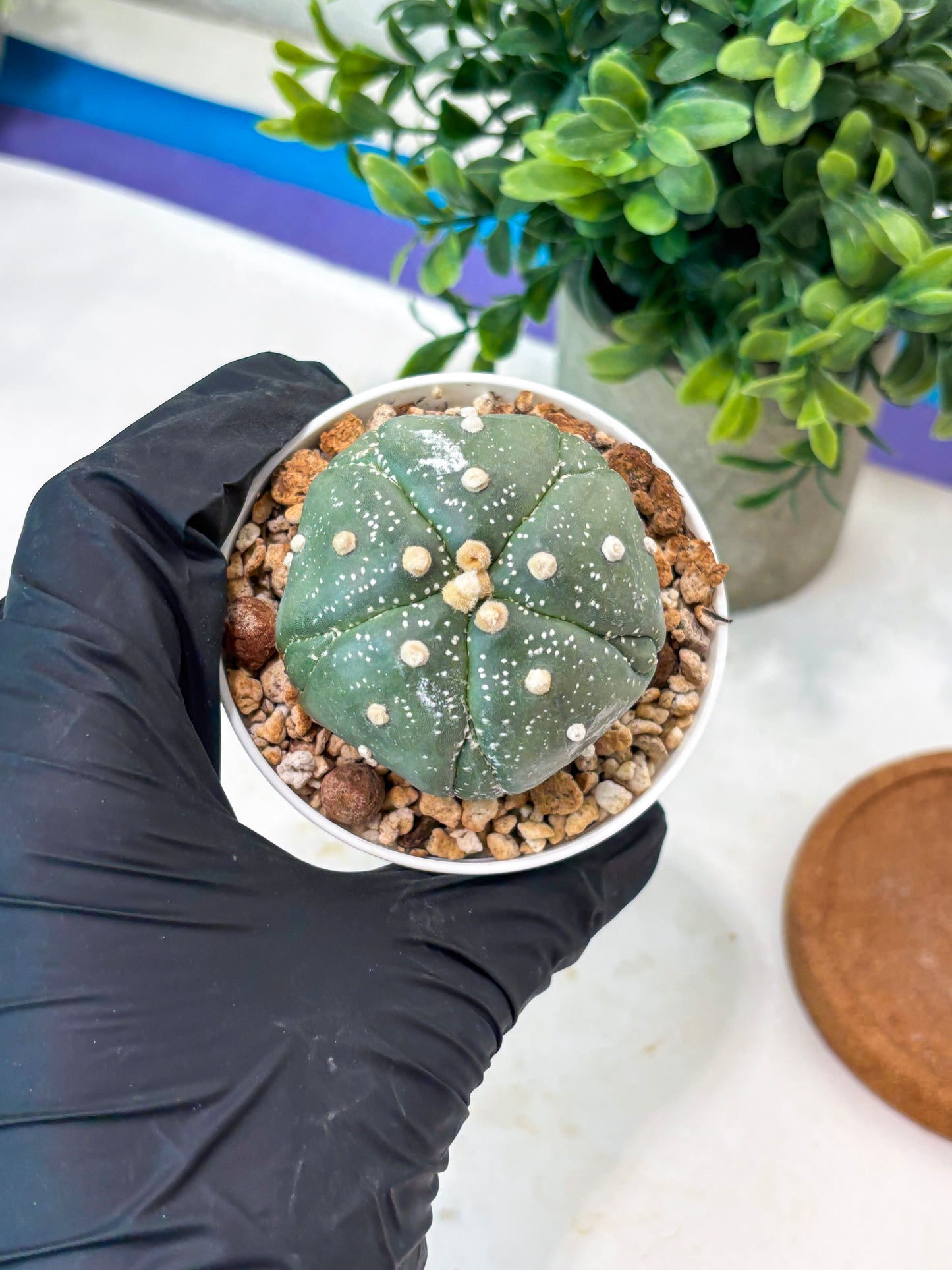 Astrophytum 5-Rib (T11) (g6) | Imported From Taiwan