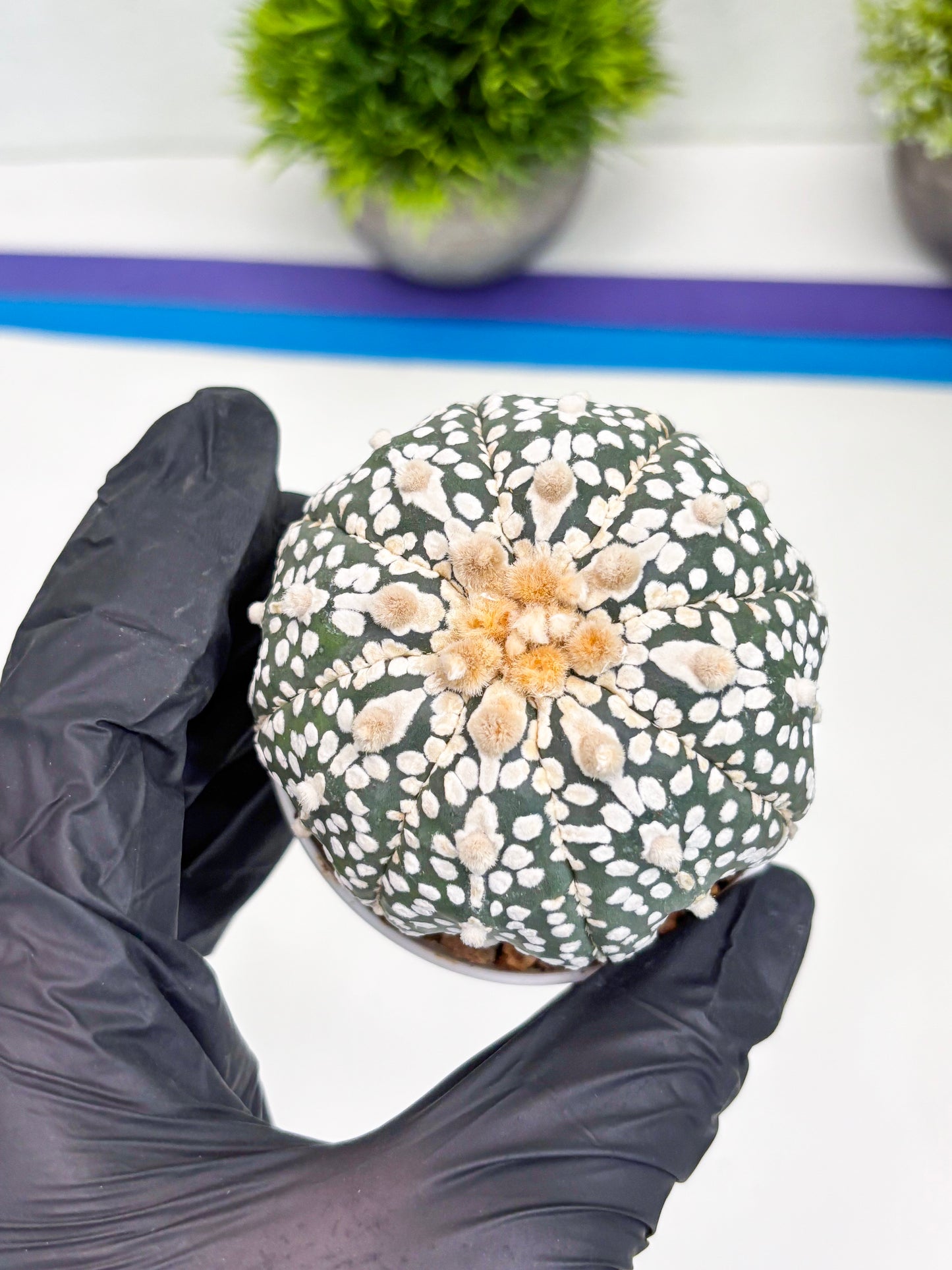 Astrophytum Super Kabuto (t7) (p7) | Imported Plants | 3" Pot