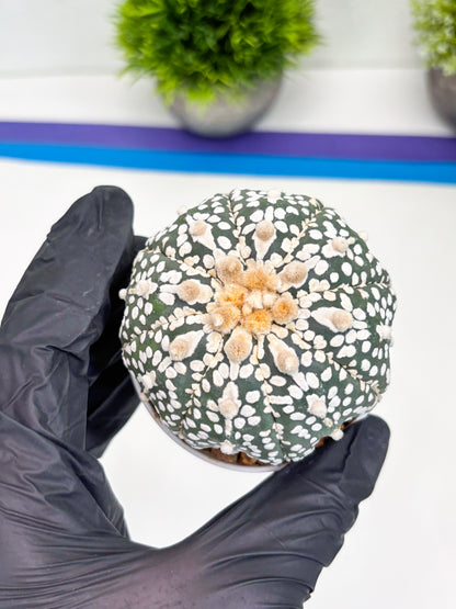 Astrophytum Super Kabuto (t7) (p7) | Imported Plants | 3" Pot
