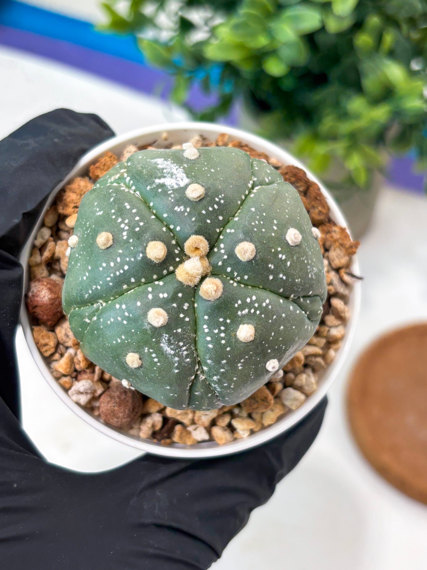 Astrophytum 5-Rib (T11) (g6) | Imported From Taiwan