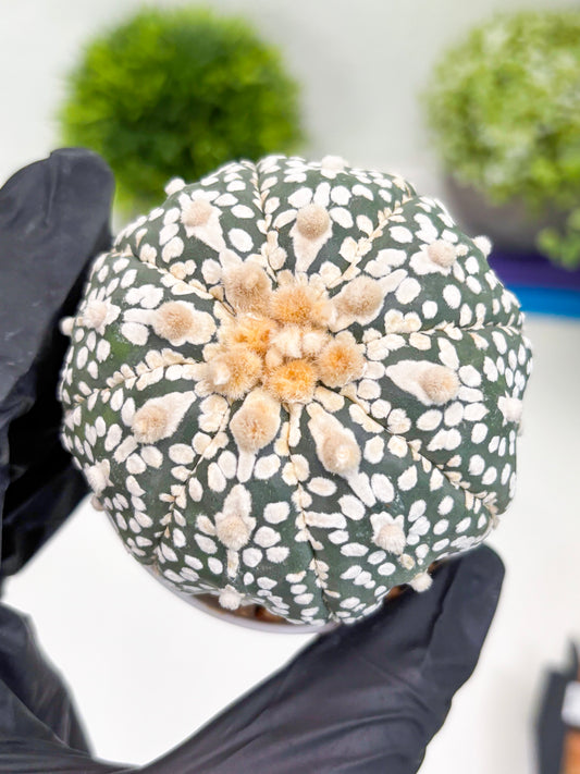 Astrophytum Super Kabuto (t7) (p7) | Imported Plants | 3" Pot