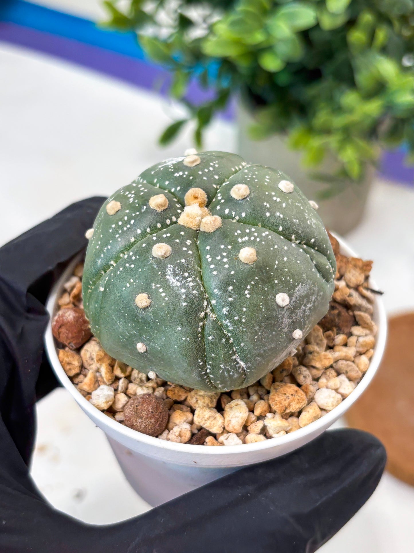 Astrophytum 5-Rib (T11) (g6) | Imported From Taiwan