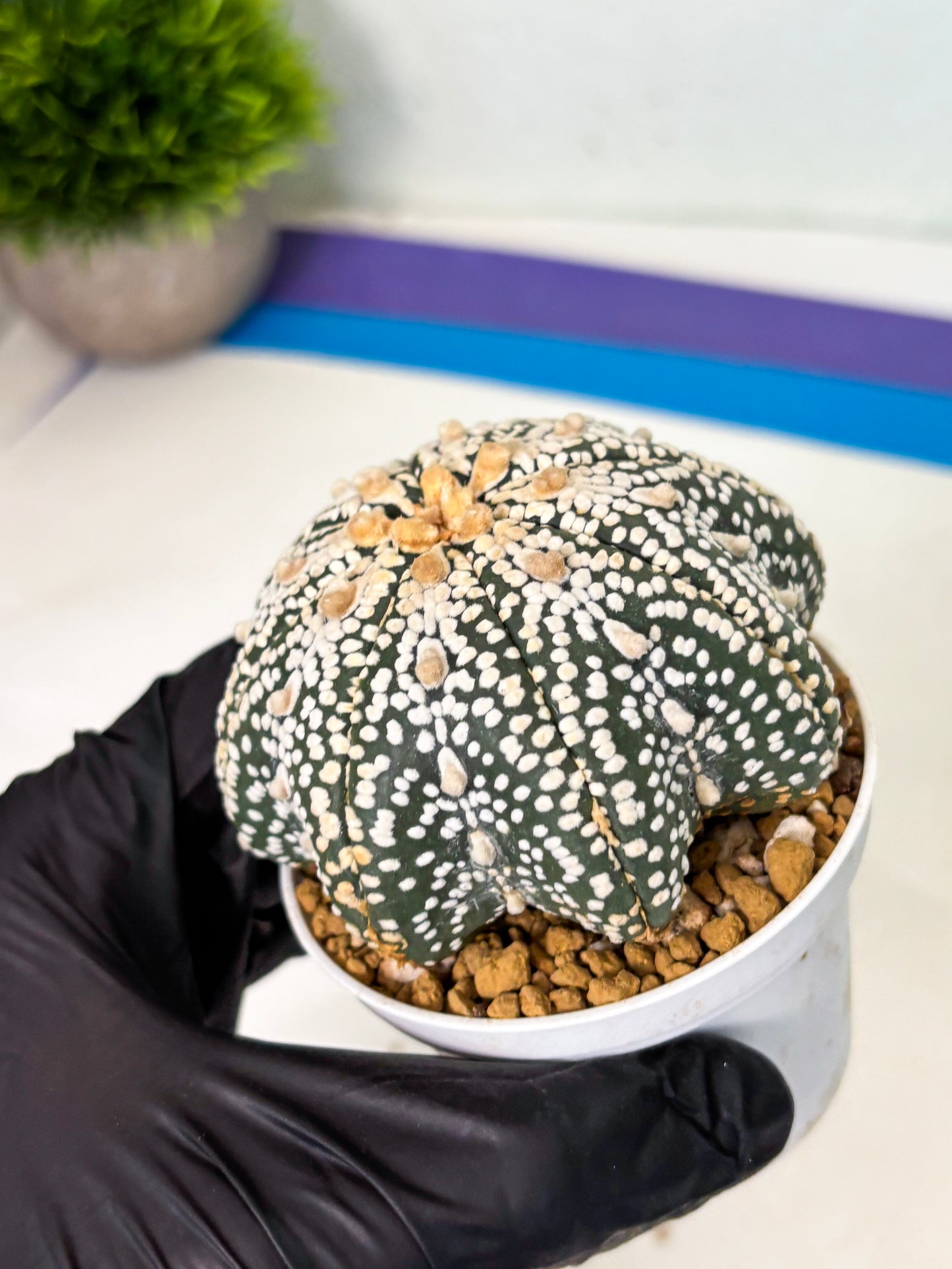 Astrophytum Star Shape (at4) (g5) | Imported Plant