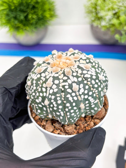 Astrophytum Super Kabuto (t7) (p7) | Imported Plants | 3" Pot