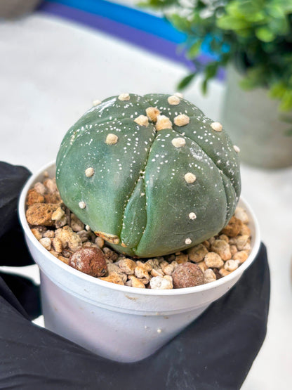 Astrophytum 5-Rib (T11) (g6) | Imported From Taiwan