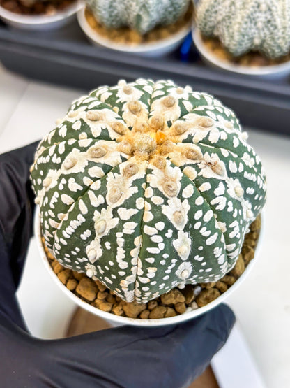 Astrophytum V-Type (at4) (y5) | Ship from Nevada