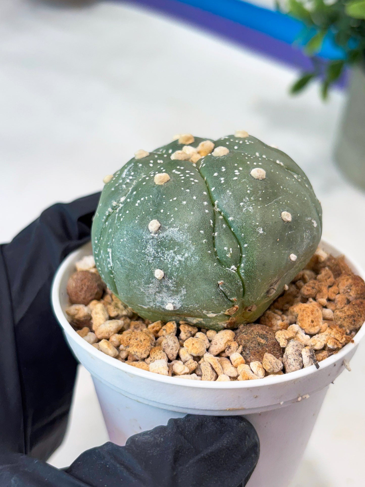 Astrophytum 5-Rib (T11) (g6) | Imported From Taiwan