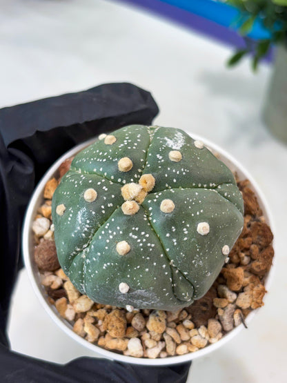 Astrophytum 5-Rib (T11) (g6) | Imported From Taiwan