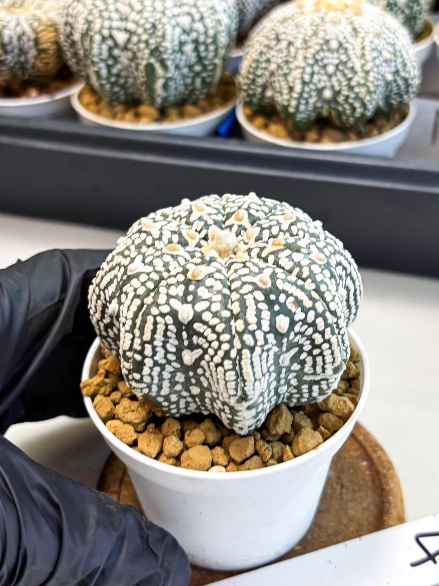 Astrophytum Star Shape (at4) (g4) | Imported Plant