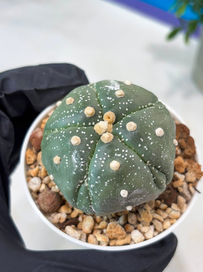 Astrophytum 5-Rib (T11) (g6) | Imported From Taiwan