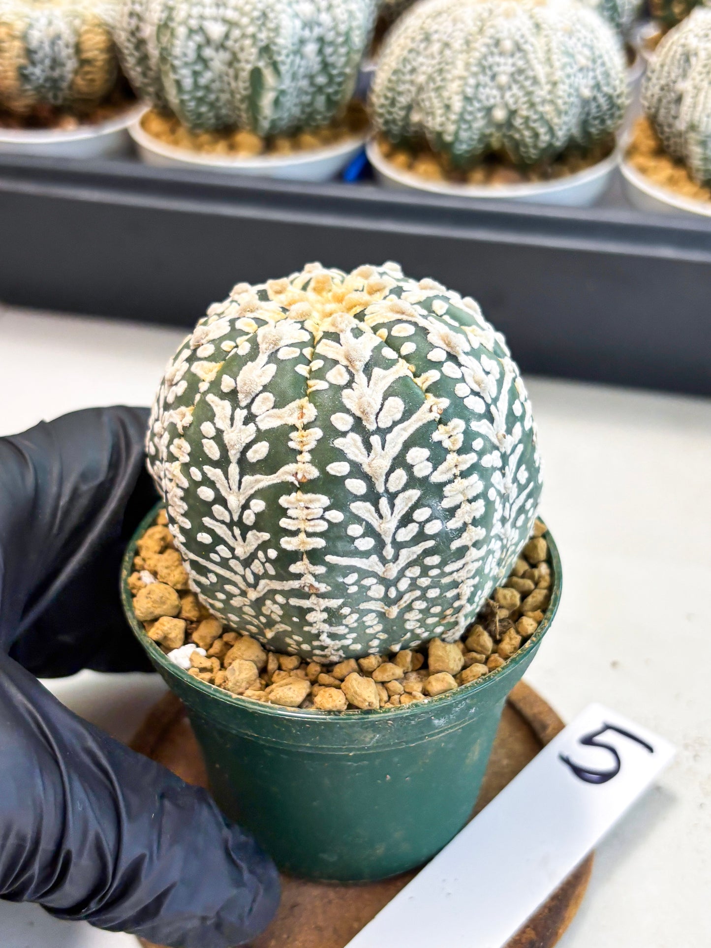 Astrophytum V-Type (at4) (r5) | Ship from Nevada