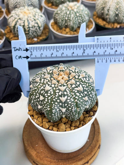 Astrophytum Star Shape (at2) (b1) | Japanese Import