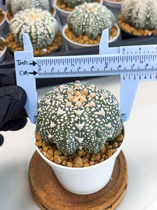 Astrophytum Star Shape (at2) (b1) | Japanese Import