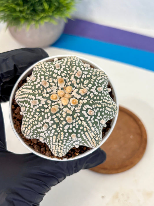 Astrophytum V Type (at5) (05) |  Sea urchin cactus